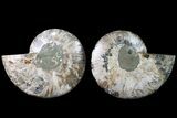 Agate Replaced Ammonite Fossil - Crystal Pockets #158332-1